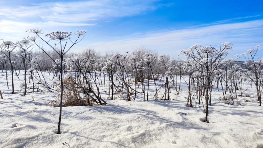 Борщевик на заснеженном поле под голубым небом