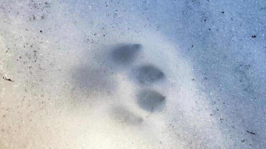 След собаки на снегу крупным планом