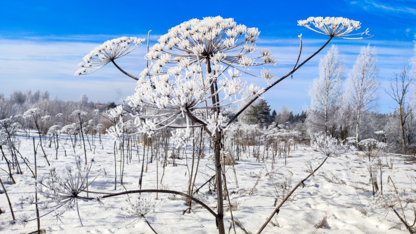 Заснеженные стебли борщевика на зимнем поле