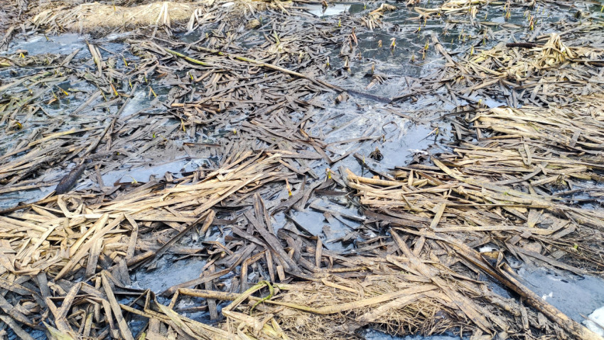 Весеннее болото с остатками прошлогоднего тростника