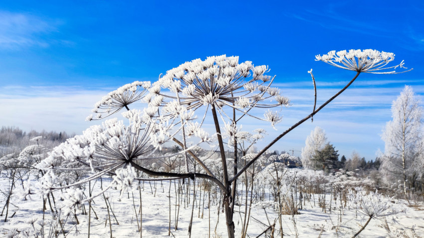 Иней на зонтиках борщевика под голубым небом