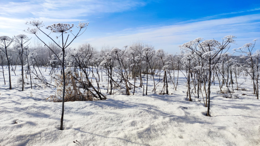 Заснеженное поле с сухими стеблями борщевика
