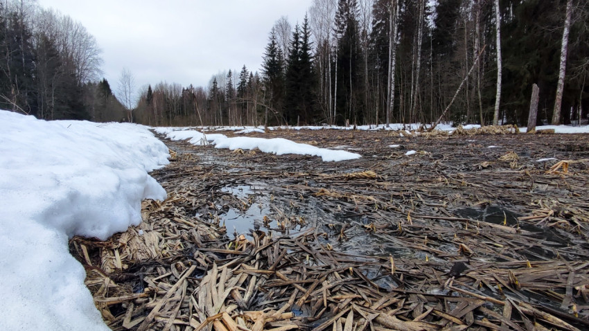 Лесное болото с талым снегом и молодой растительностью
