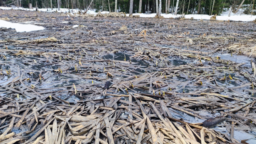 Оттаивающее лесное болото под снегом