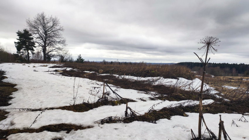 Весенний пейзаж с тающим снегом и сухими растениями
