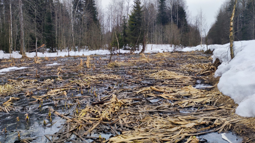 Весеннее болото в лесу после таяния снега
