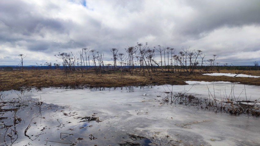 Весенний пейзаж с талым льдом и сухими стеблями борщевика