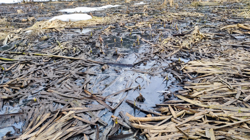 Проталины и молодые побеги на весеннем болоте
