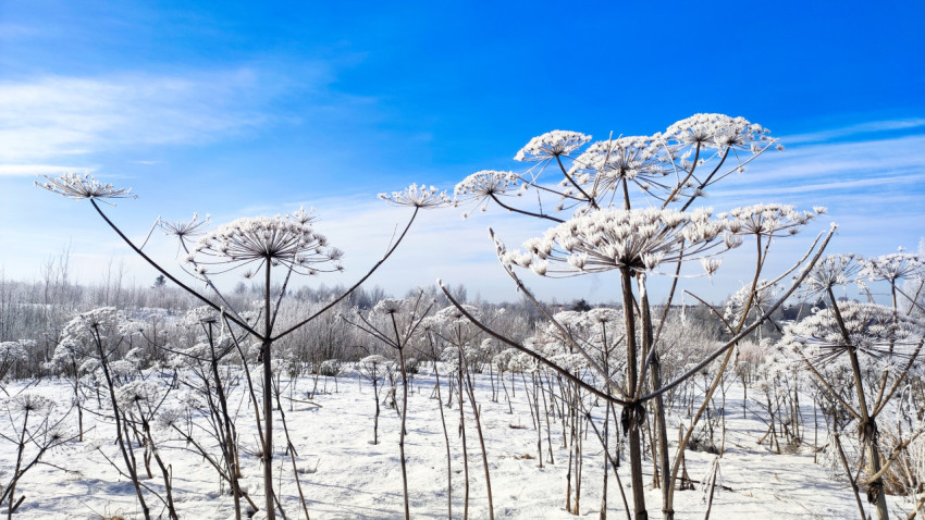 Поле борщевика под зимним небом