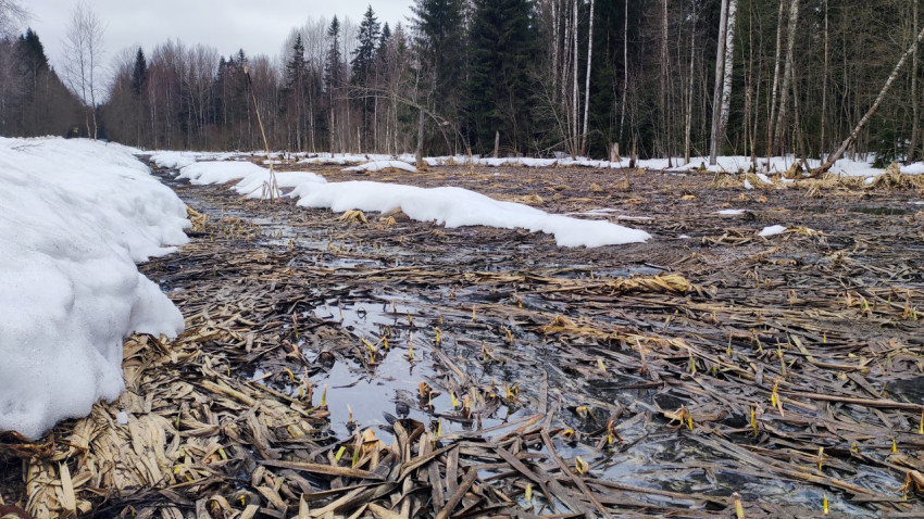 Талое болото с остатками снега в хвойном лесу