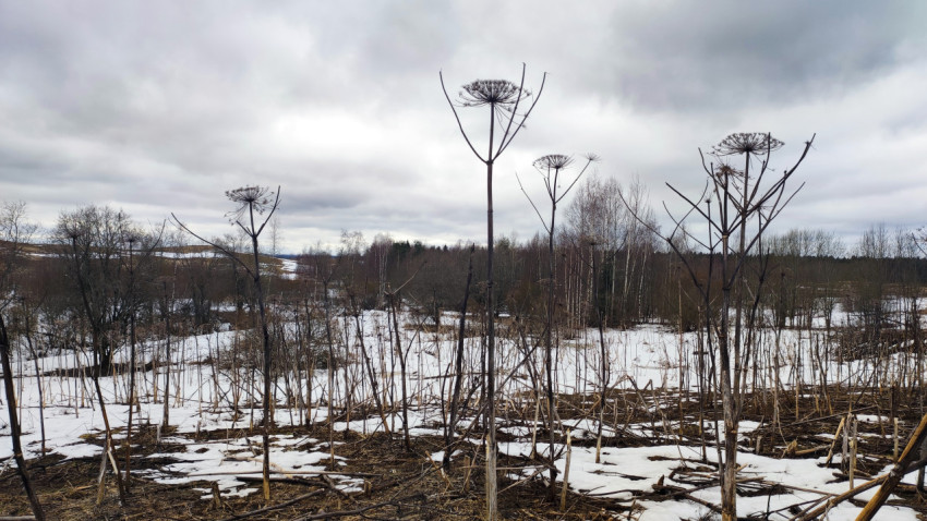 Заснеженное поле с сухими стеблями борщевика зимой