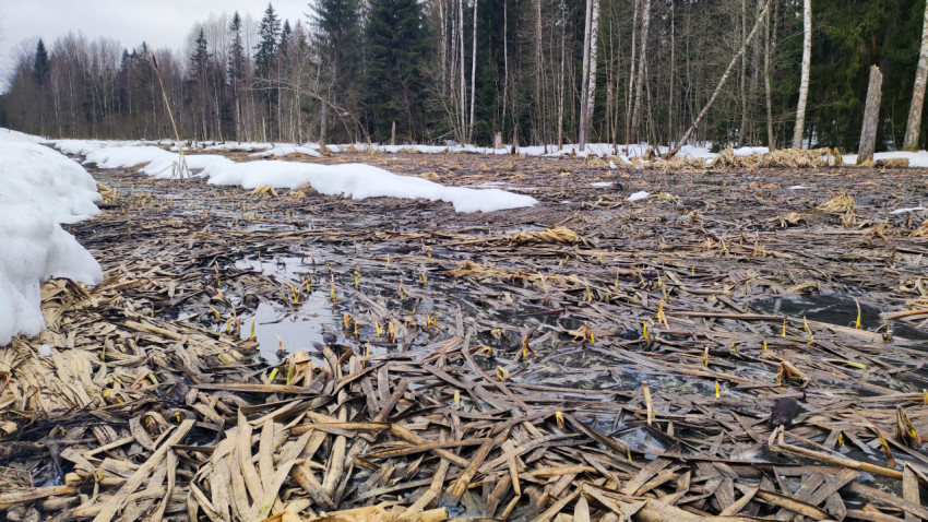 Весеннее болото под снегом на опушке леса