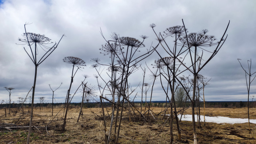 Высокие зонтичные растения борщевика на открытом поле