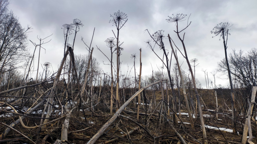 Зимний пейзаж с сухими стеблями борщевика и облачным небом