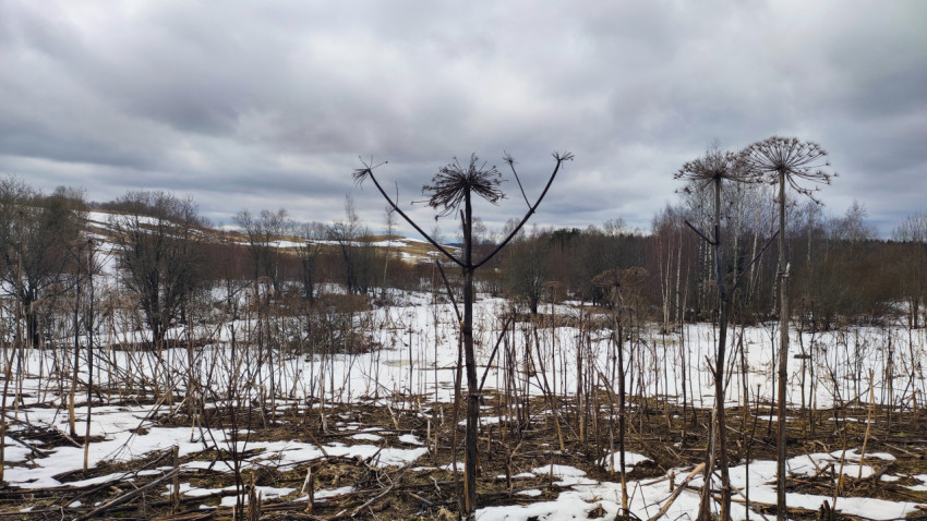 Сухие зонтики борщевика на фоне зимнего поля