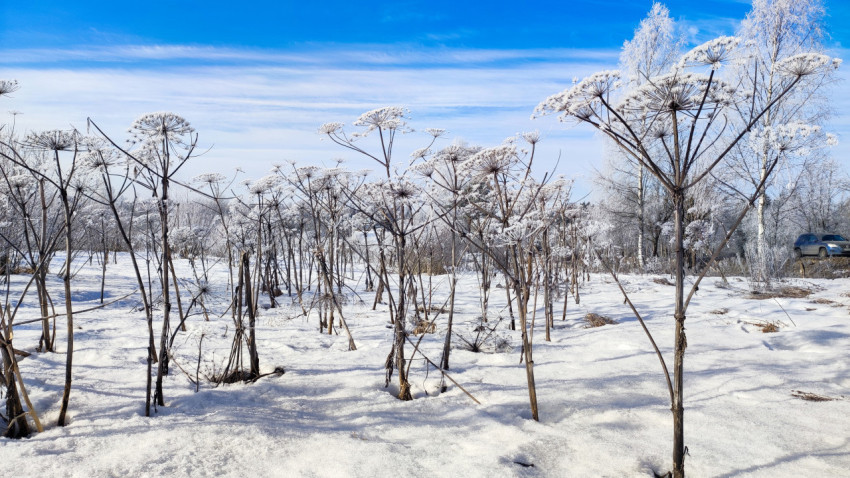 Морозное поле борщевика на фоне голубого неба