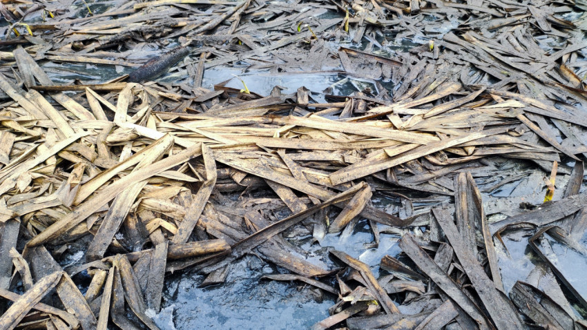 Остатки тростника и лед на весеннем болоте