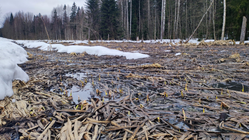 Весеннее болото с остатками снега и молодой растительностью