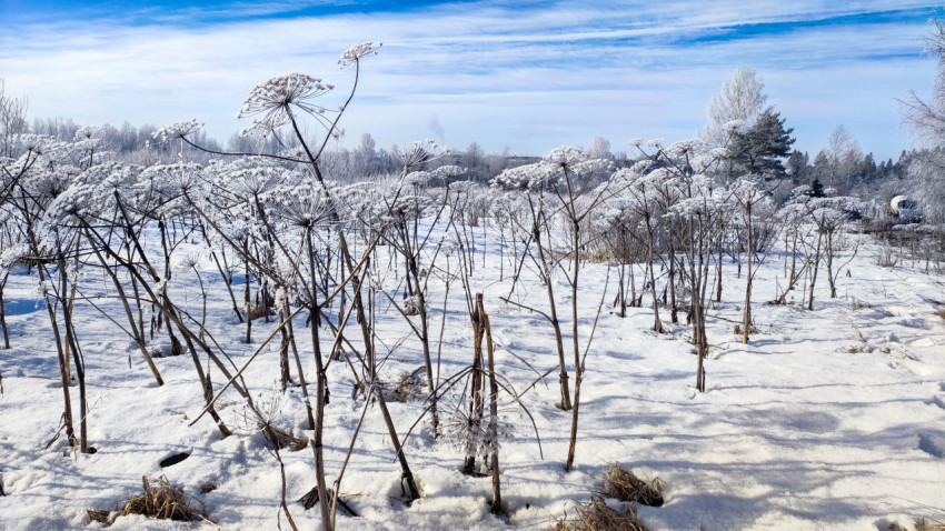 Иней на борщевике на заснеженном поле