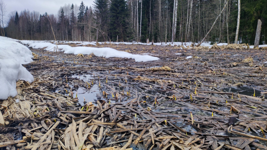 Молодые побеги среди талого снега на болотной равнине