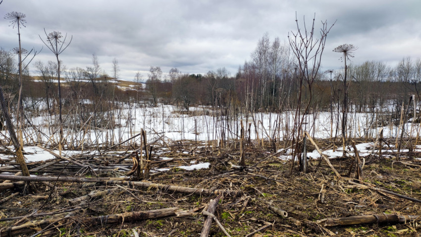 Лесная опушка с сухими растениями и остатками снега