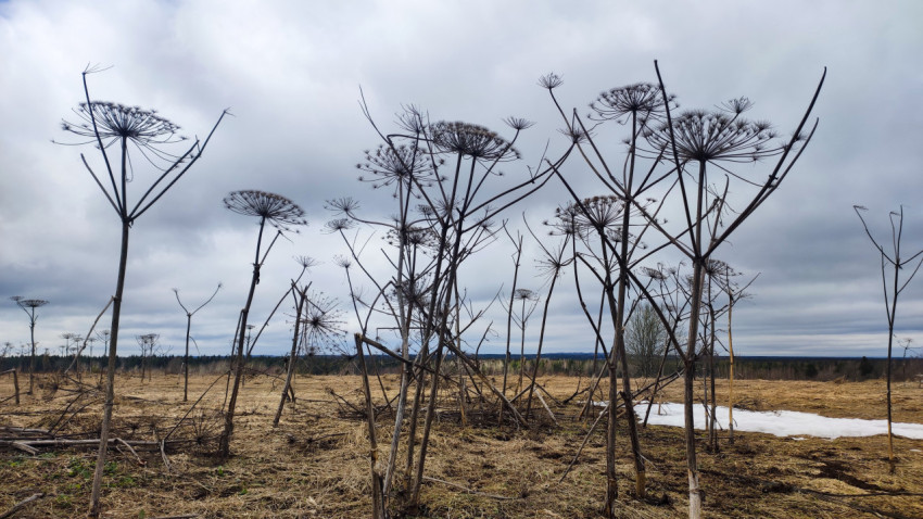 Сухие стебли борщевика на фоне пасмурного неба