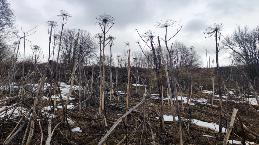 Сухие стебли борщевика на склоне с остатками снега