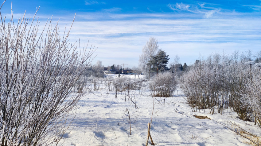 Зимний пейзаж с деревьями и заснеженными кустарниками