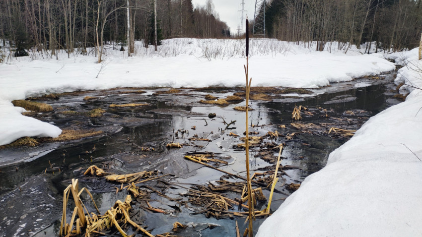 Замерзающий ручей среди снега и болотной растительности