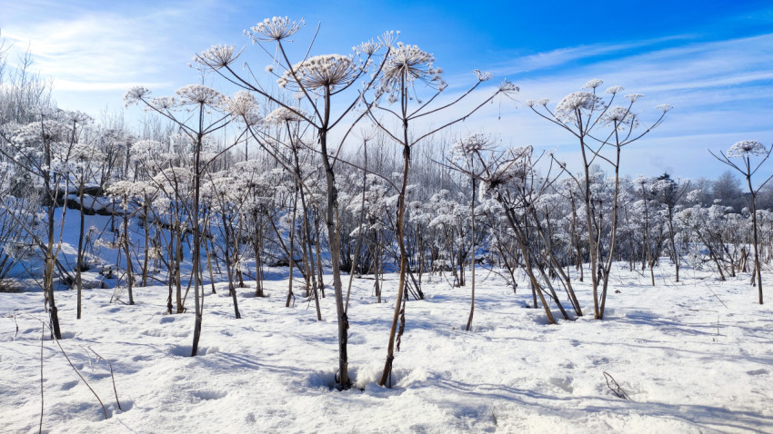 Зимнее поле с борщевиком под голубым небом