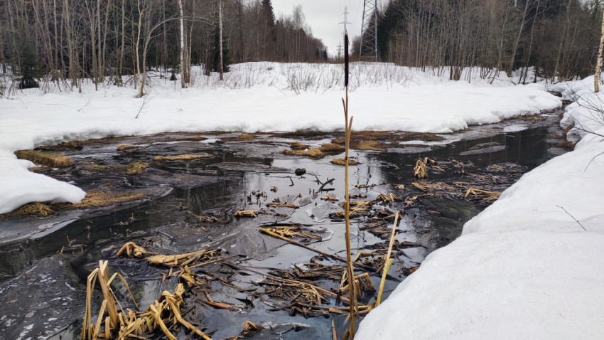 Весенний ручей среди снега и болотной растительности