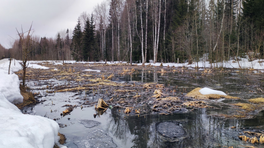 Весеннее болото с тающим снегом и тростником у лесной дороги