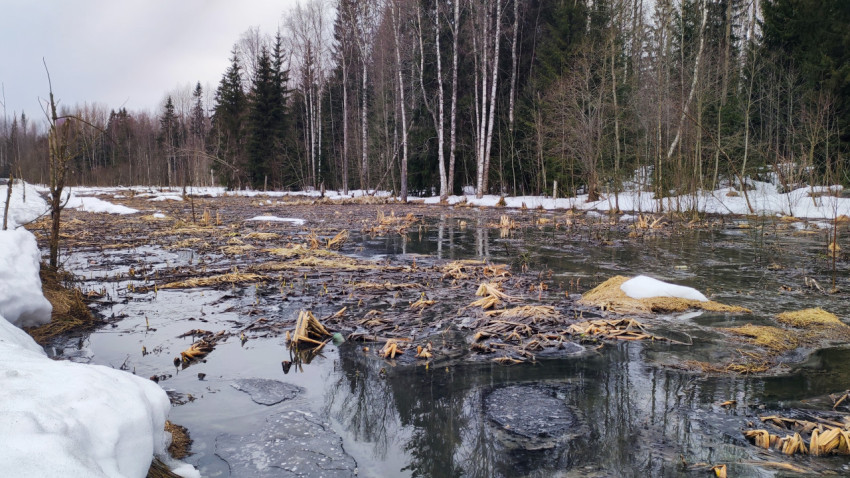 Талые воды и снег в весеннем лесном болоте