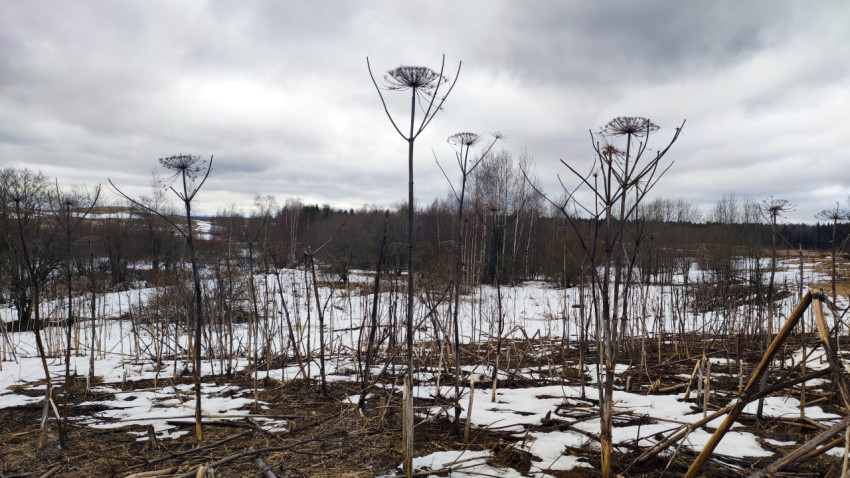 Поле борщевика под пасмурным зимним небом