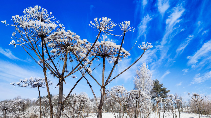 Зонтичные растения с инеем на фоне зимнего неба