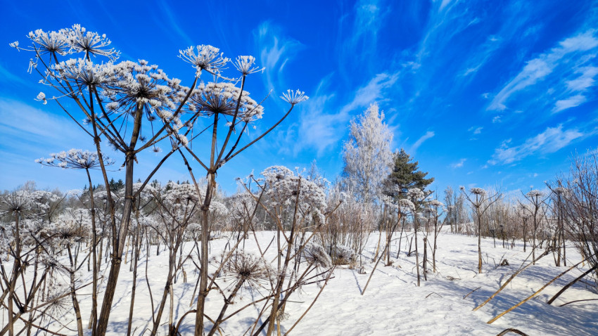 Морозный зимний пейзаж с борщевиком и берёзами