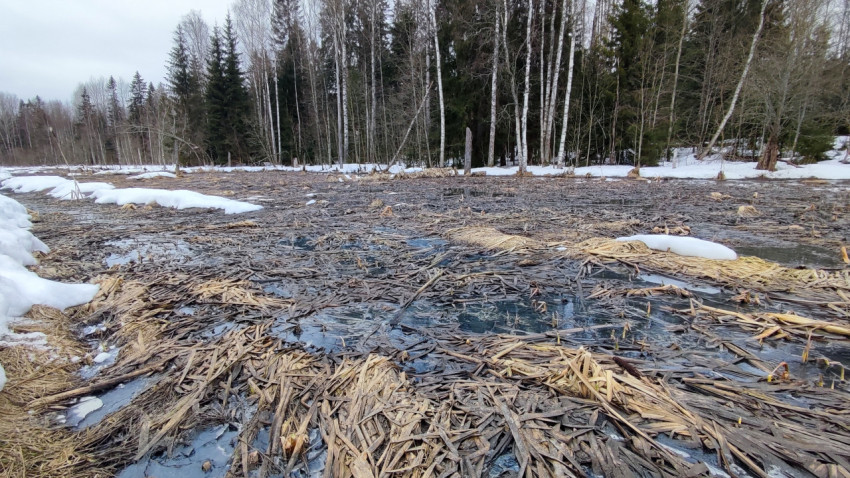 Затопленная лесная поляна в период таяния снега
