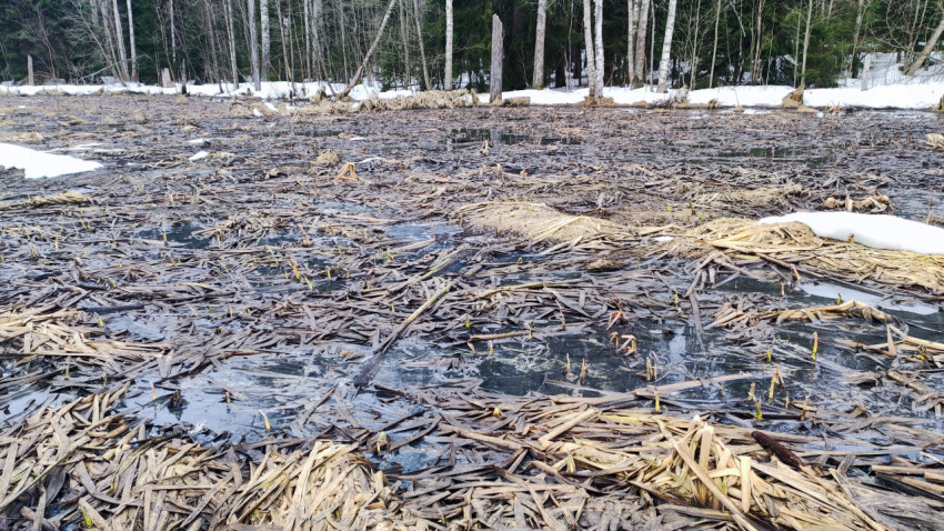 Лесное болото во время весеннего половодья