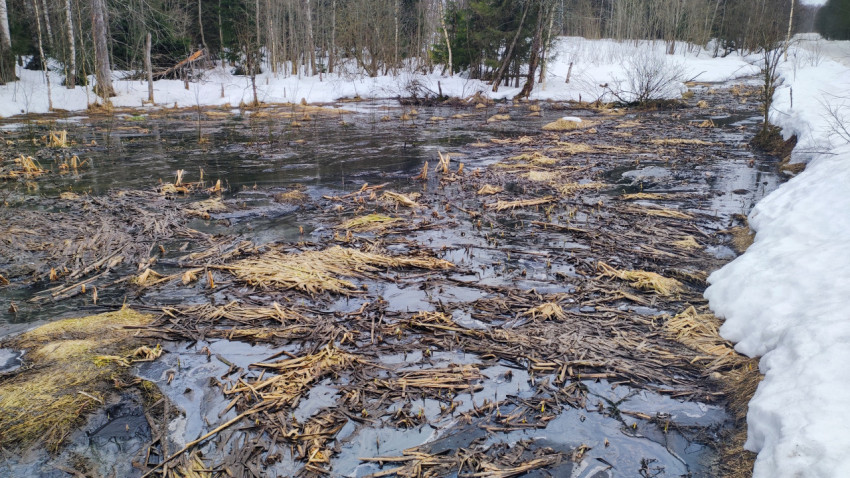 Весенний разлив в лесной местности с остатками снега