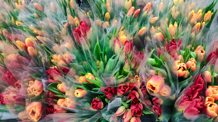 Букеты тюльпанов в прозрачной упаковке