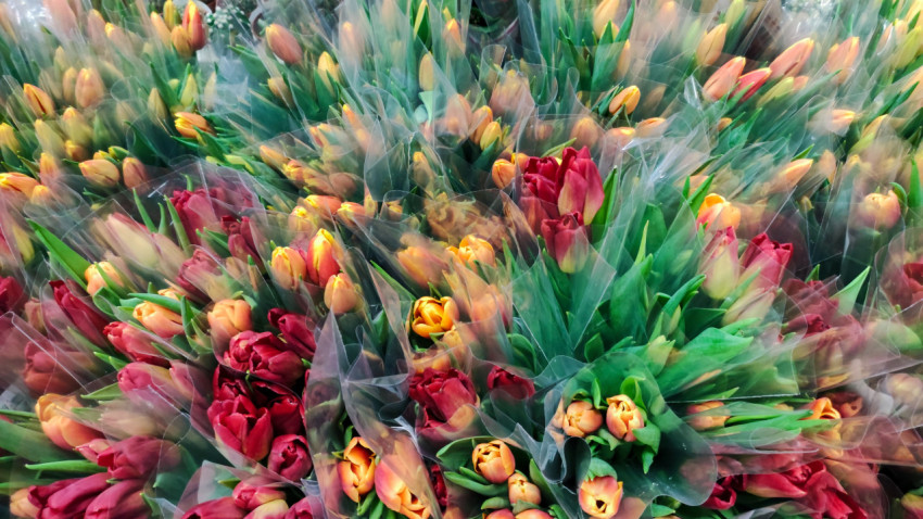 Тюльпаны в упаковке на витрине цветочного отдела