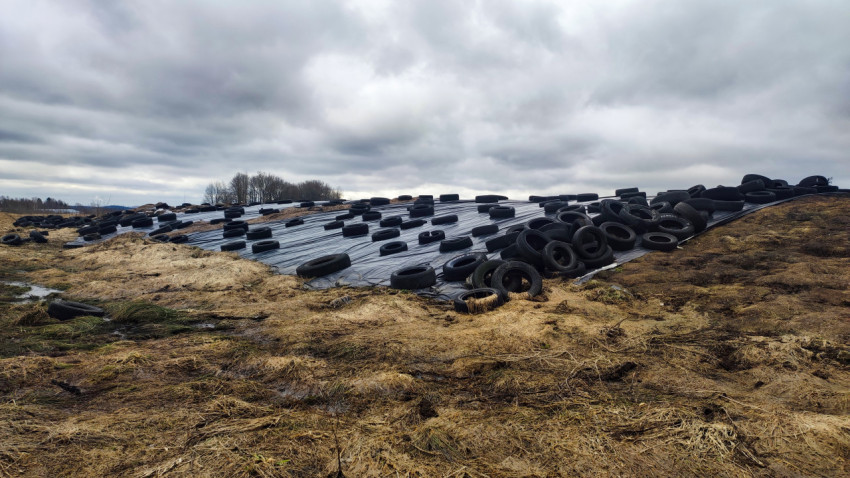 Силосная яма, покрытая плёнкой и автомобильными шинами
