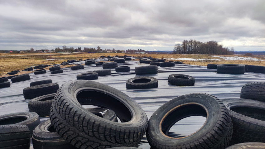 Укрытие силосной массы плёнкой с утяжелением автомобильными шинами