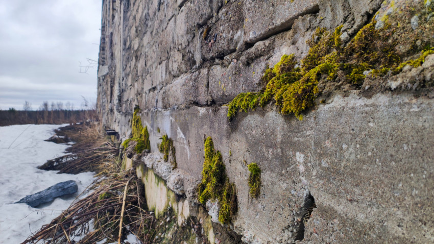 Мох на старой кирпичной стене заброшенного здания