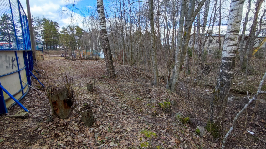 Лесная зона рядом с ограждением спортивной площадки