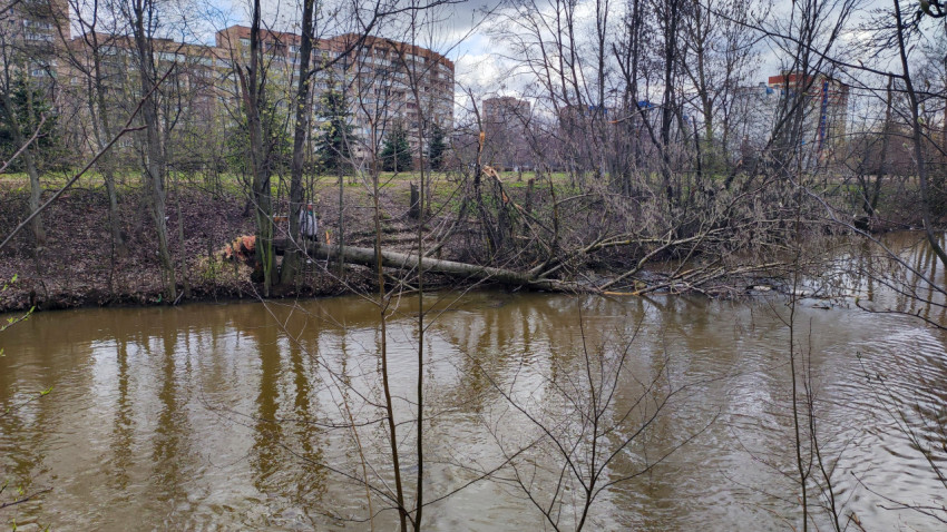 Упавшее дерево через реку в городской парковой зоне