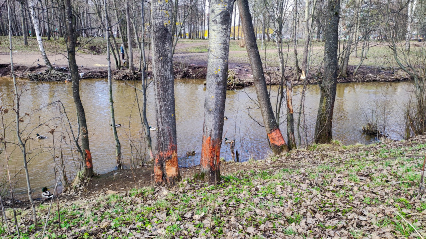 Деревья с защитной краской у реки и плавающие утки