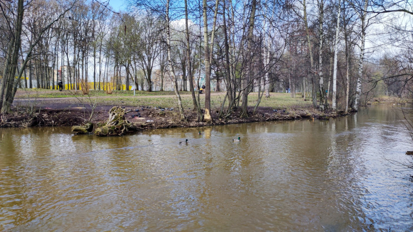 Прибрежная зона реки с деревом, повреждённым бобрами, и плавающими утками