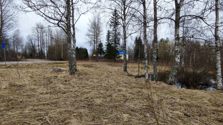 Берёзовая роща у дороги и заболоченного участка