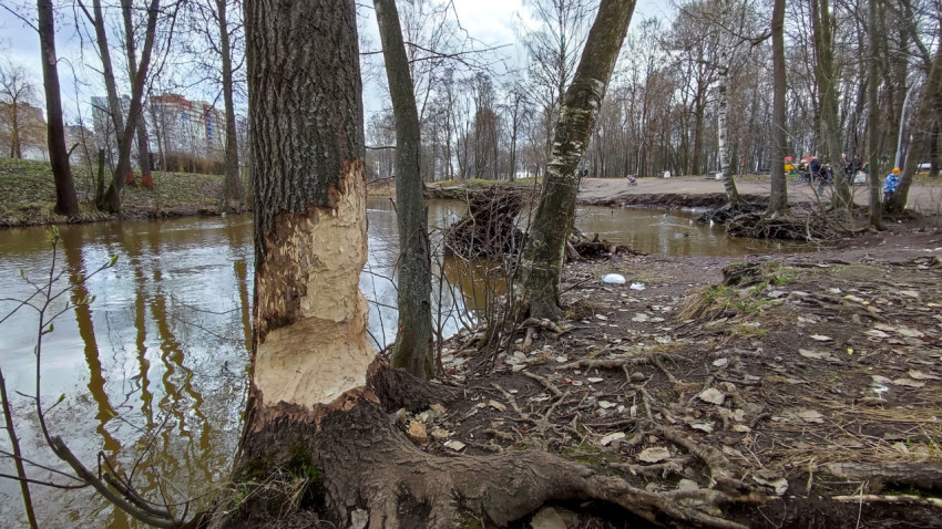 Ствол дерева с характерными следами активности бобров у прибрежной зоны